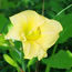 Hemerocallis Palace Pagoda